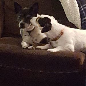 Meet your Posher, Sheila